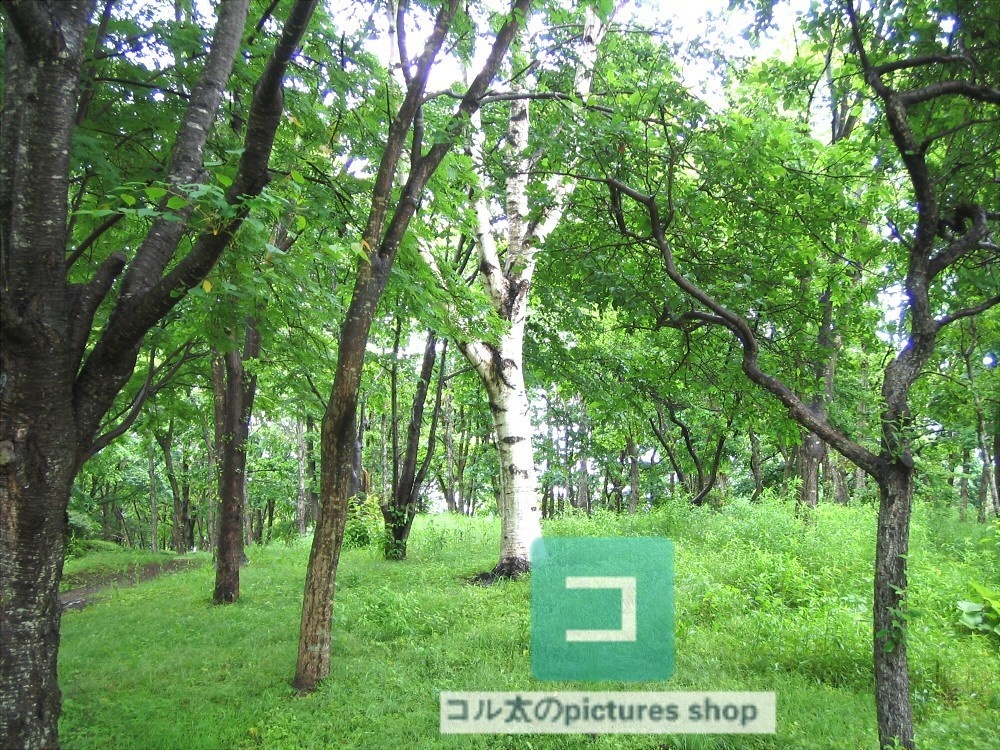 木のある風景②10枚・1セット