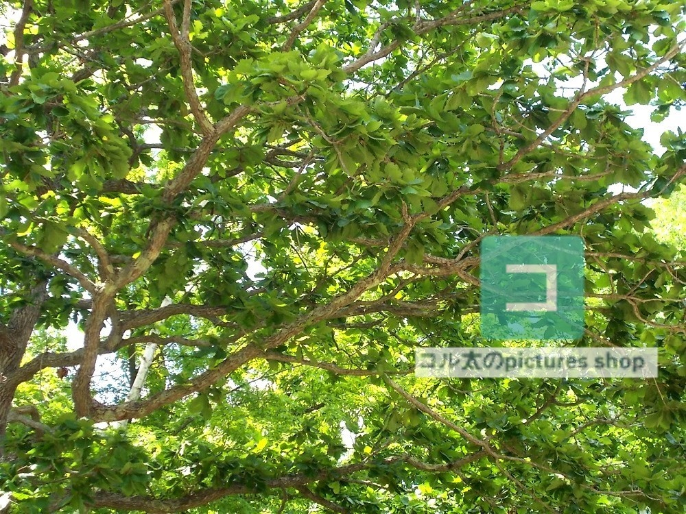 木のある風景②10枚・1セット