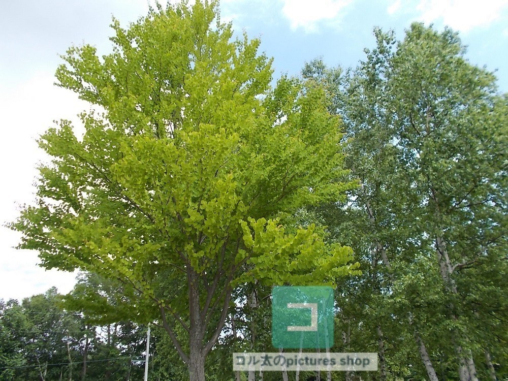 木のある風景②10枚・1セット