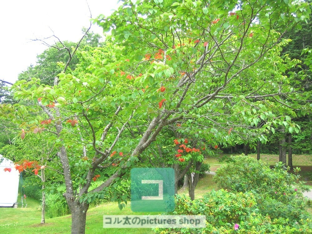 木のある風景①10枚・1セット