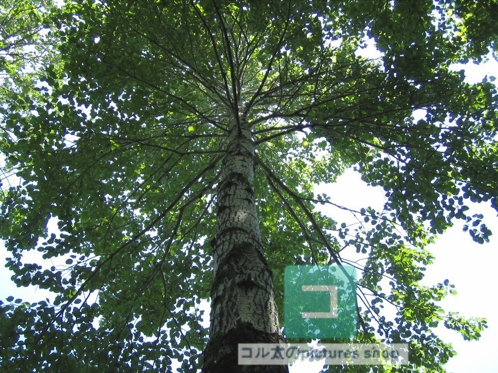 木のある風景①10枚・1セット