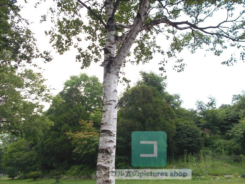 木のある風景①10枚・1セット