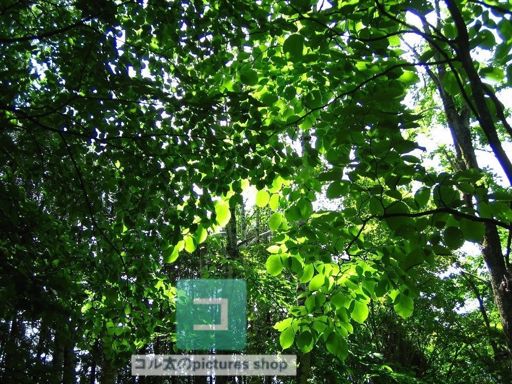 木のある風景①10枚・1セット