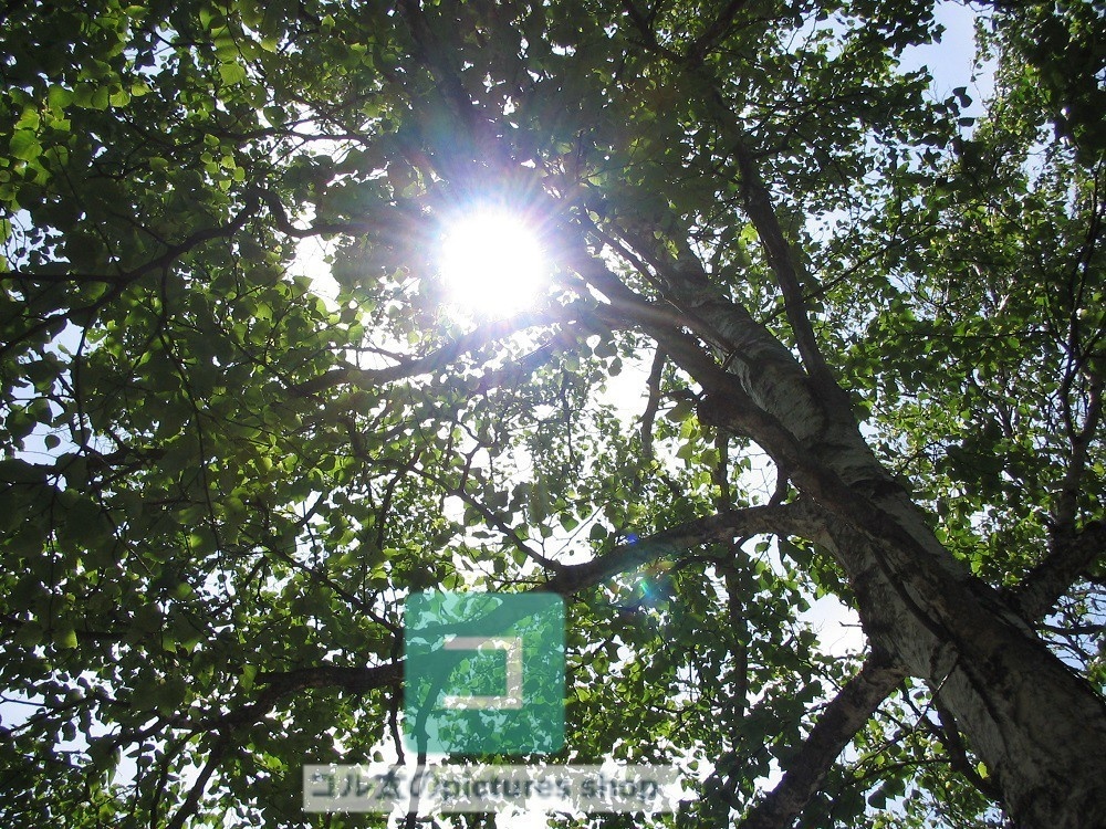 木のある風景①10枚・1セット