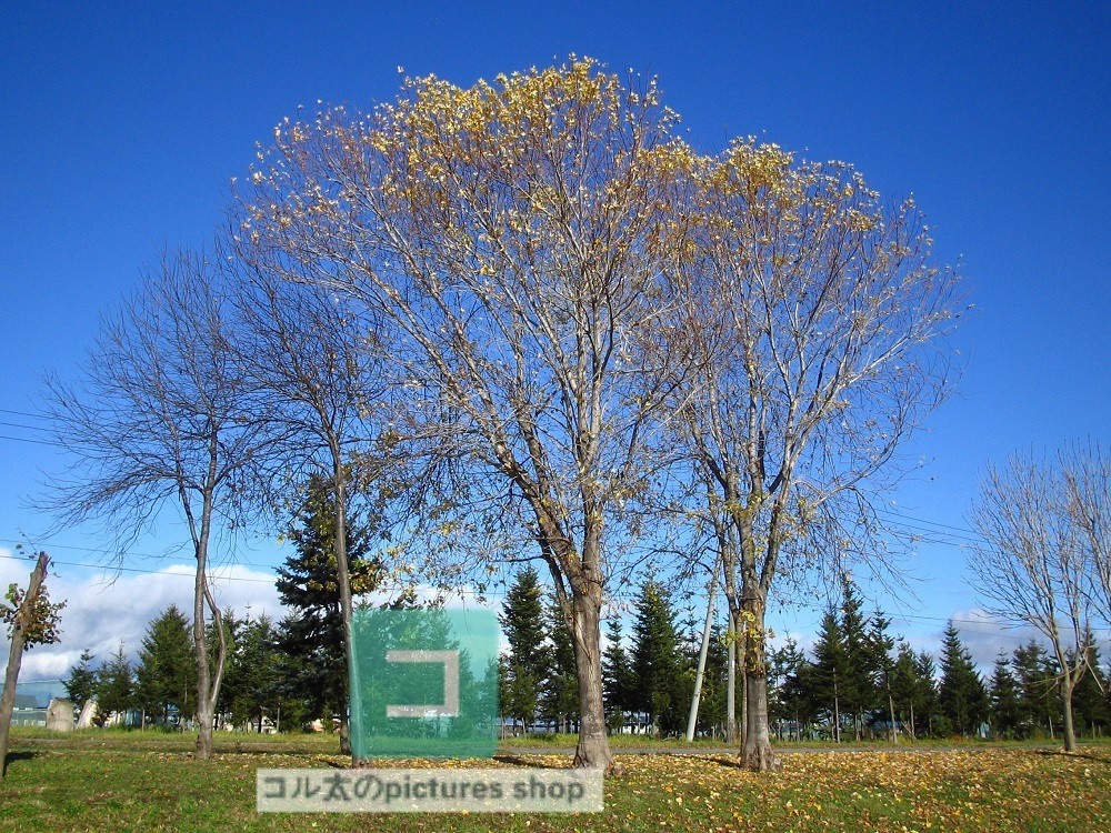 木のある風景①10枚・1セット