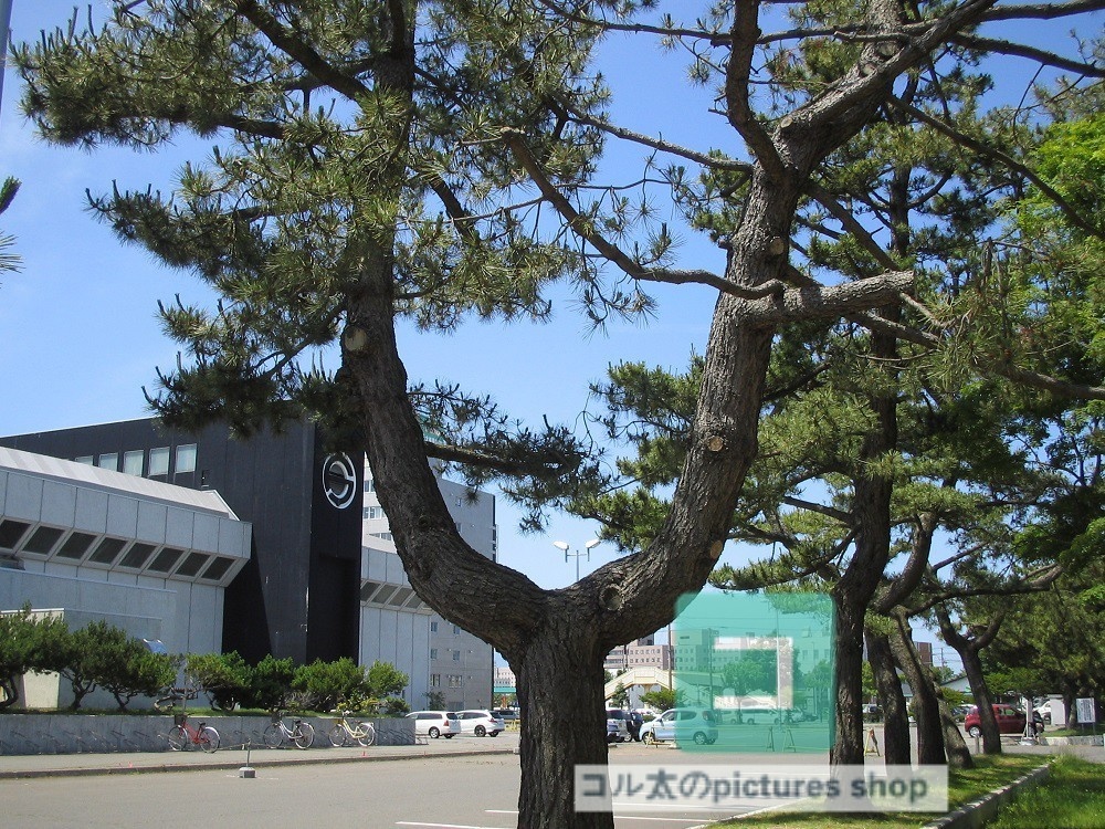 木のある風景①10枚・1セット