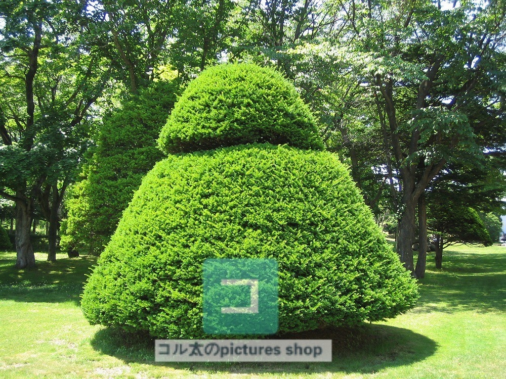 木のある風景①10枚・1セット