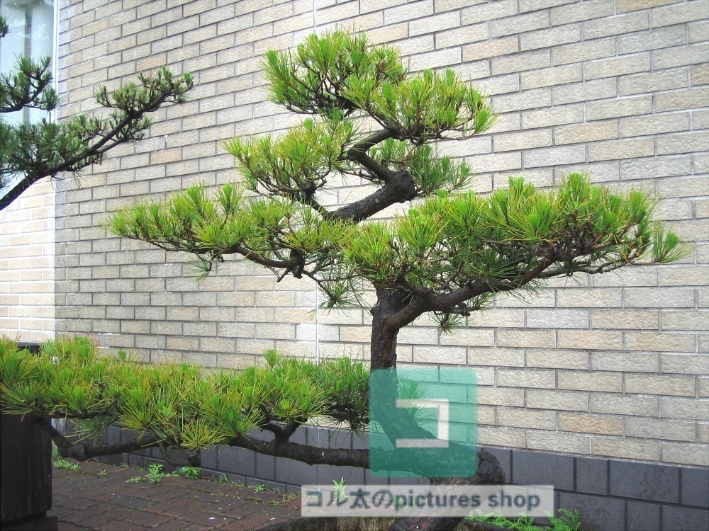 木のある風景①10枚・1セット