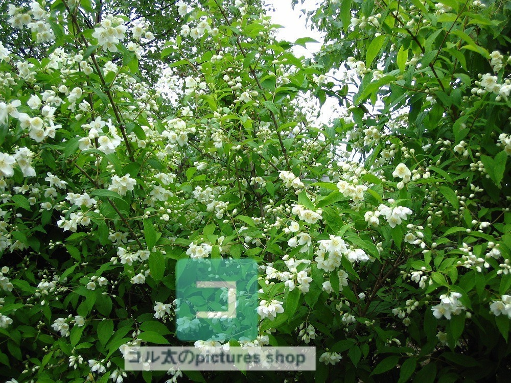 花(白)①10枚・1セット