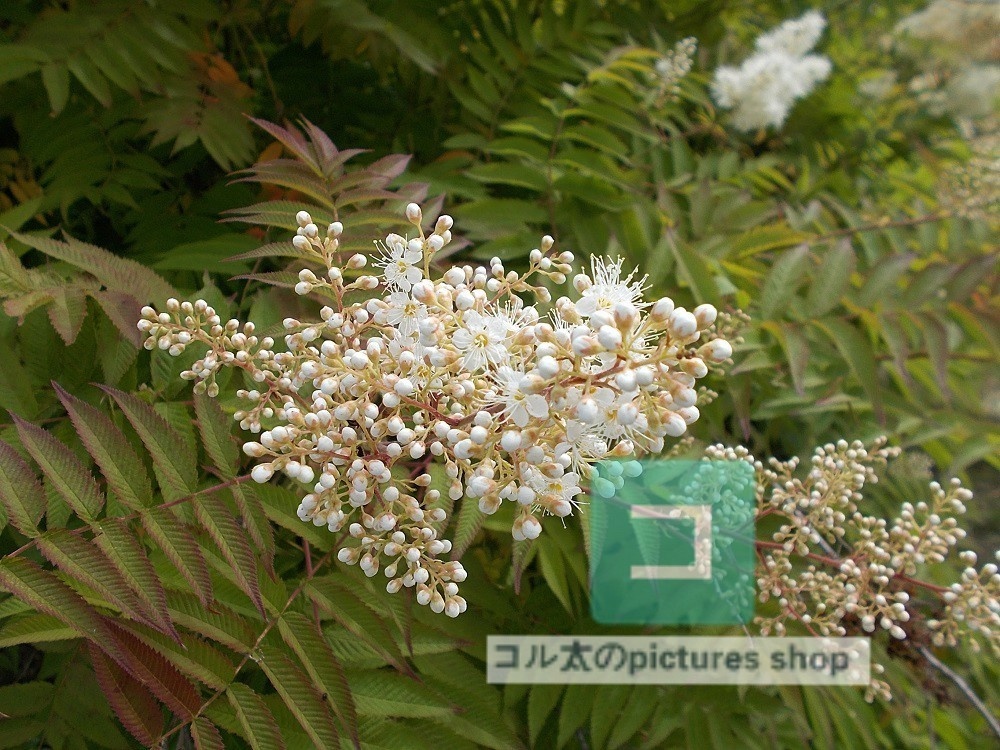 花(白)①10枚・1セット