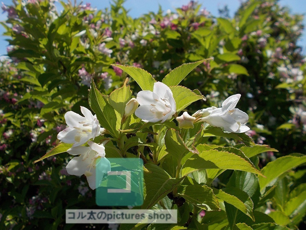 花(白)①10枚・1セット