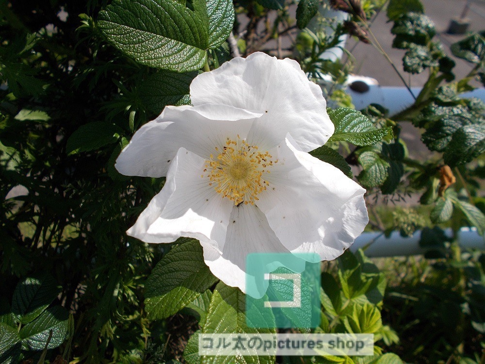 花(白)①10枚・1セット