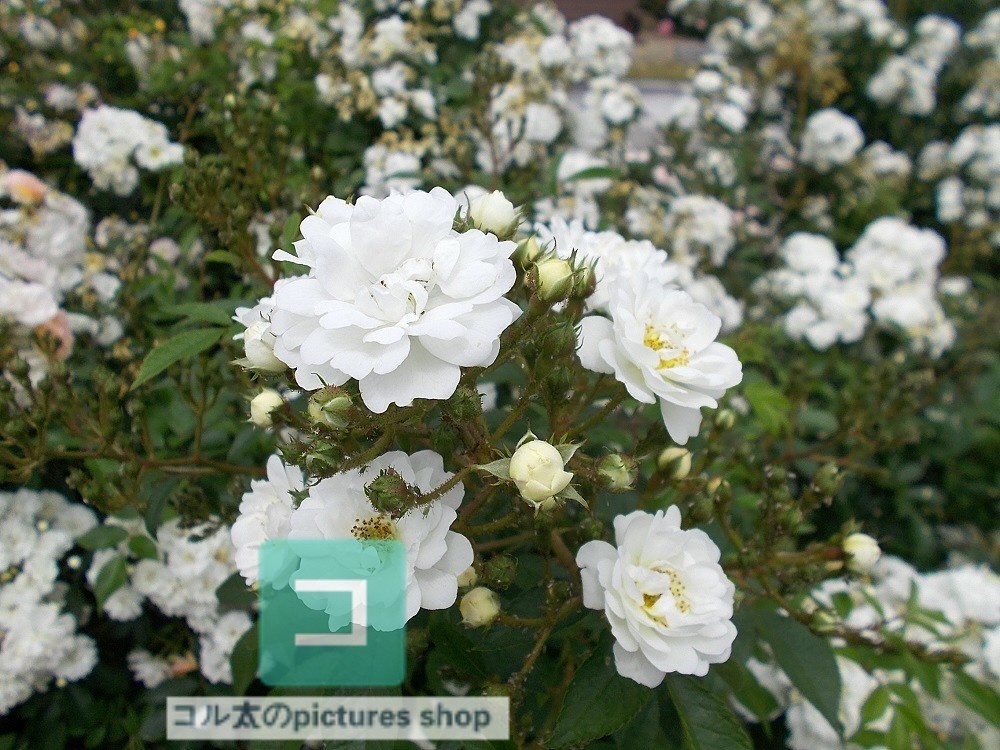 花(白)①10枚・1セット