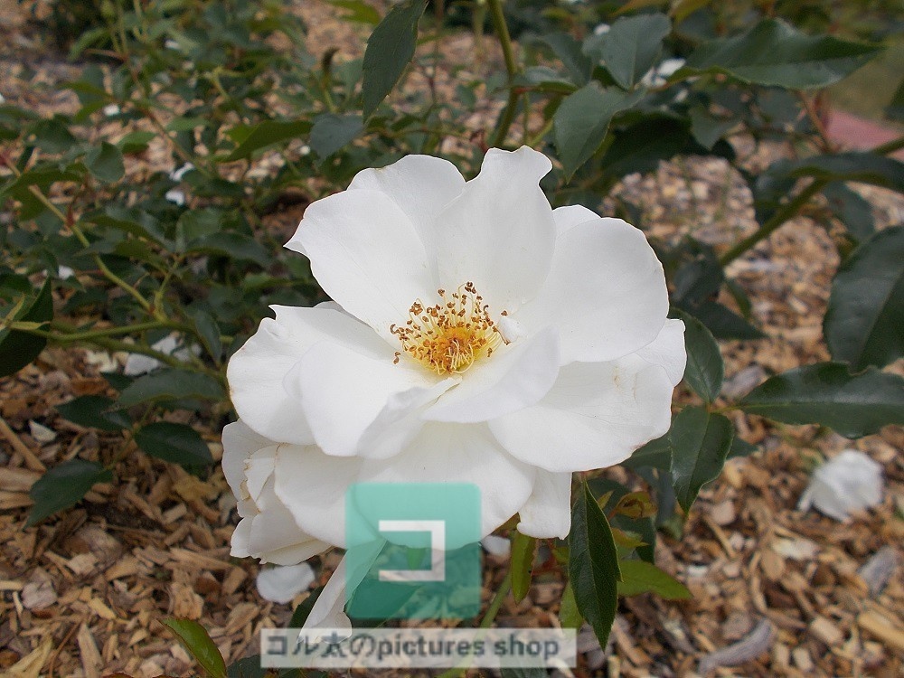 花(白)①10枚・1セット