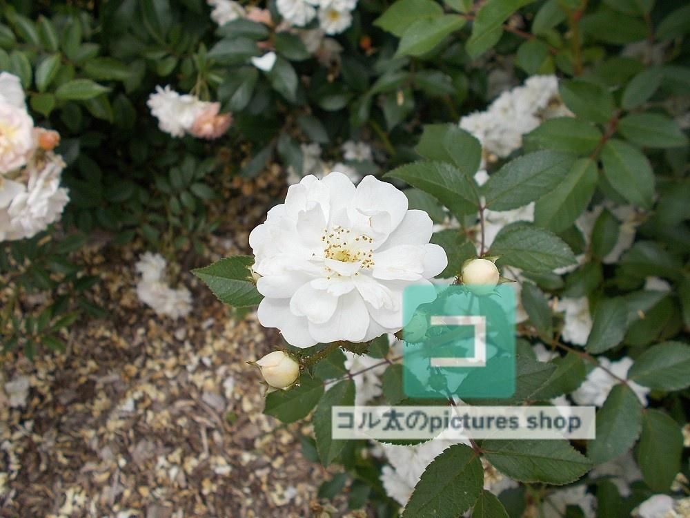 花(白)①10枚・1セット