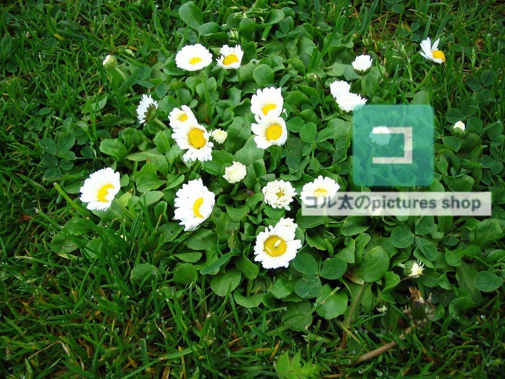 花(白)①10枚・1セット