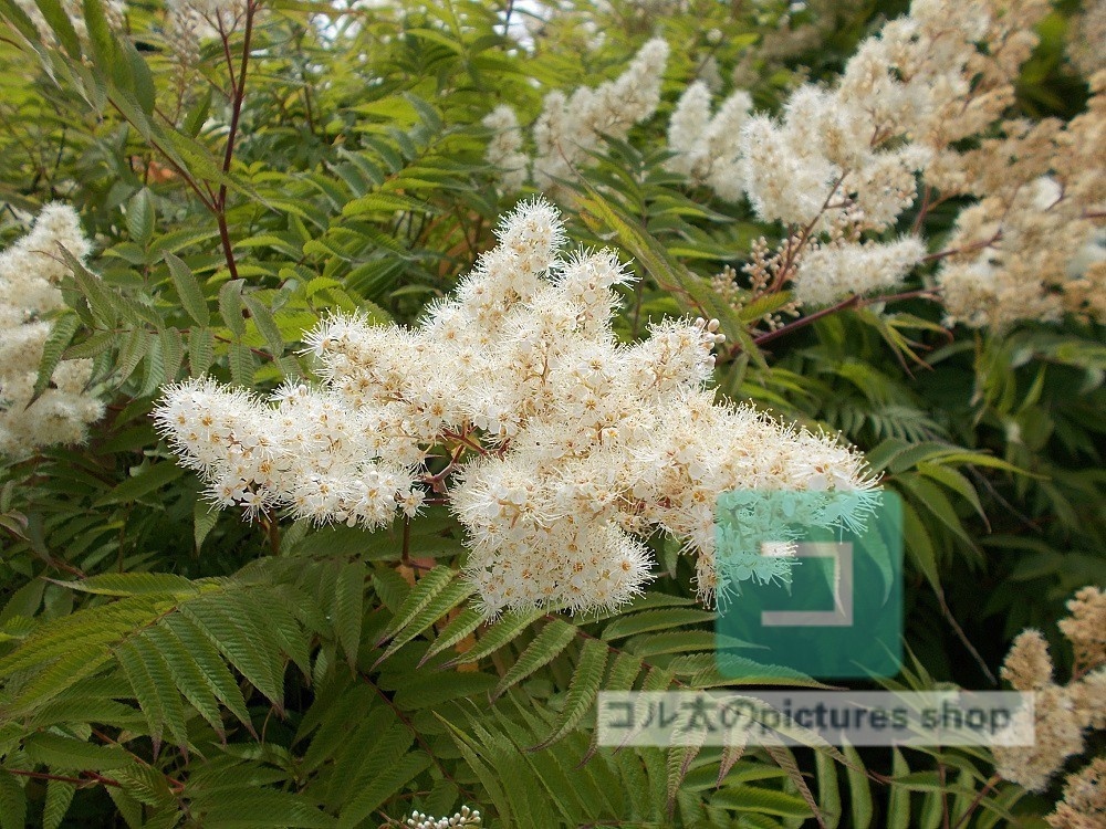 花(白)①10枚・1セット