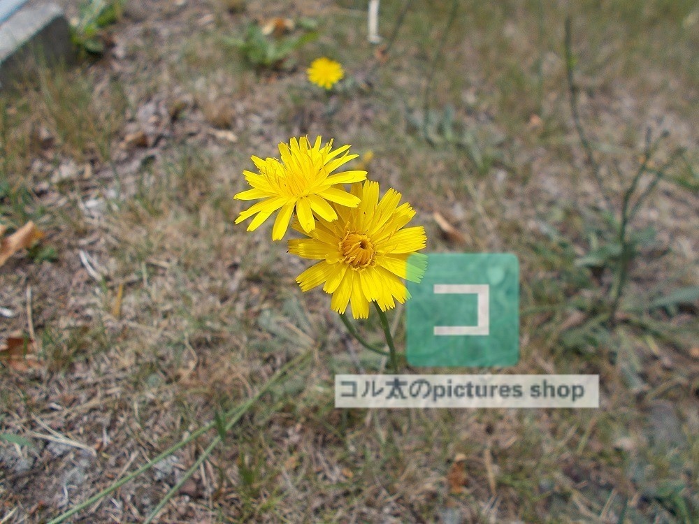 花(黄色)①10枚・1セット