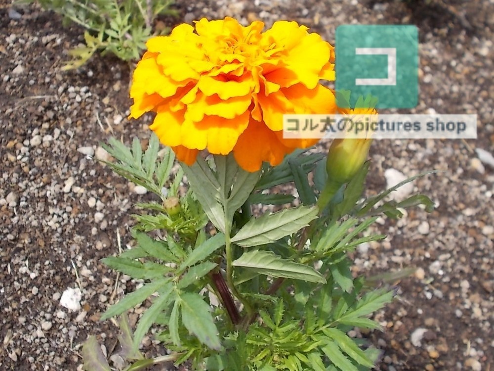 花(黄色)①10枚・1セット