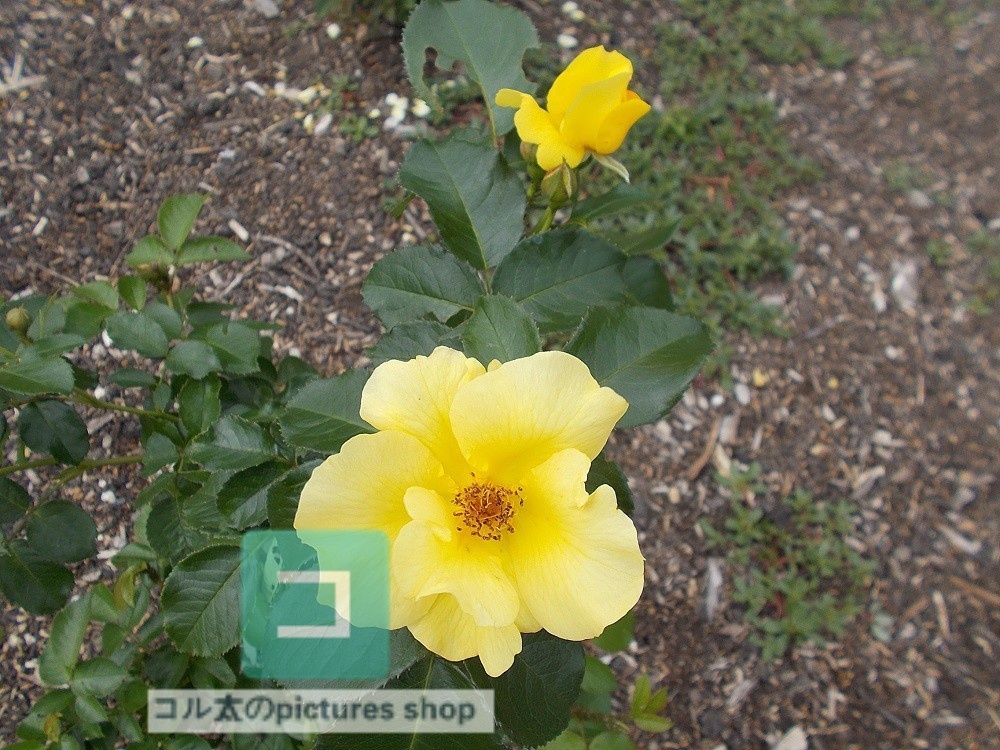 花(黄色)①10枚・1セット