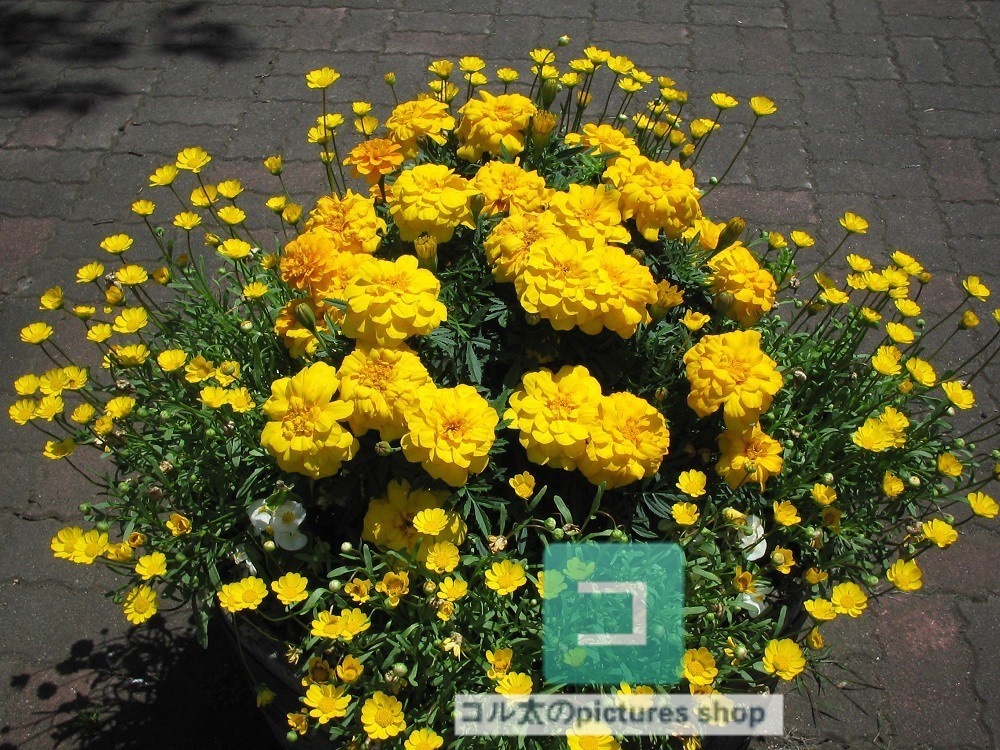 花(黄色)①10枚・1セット