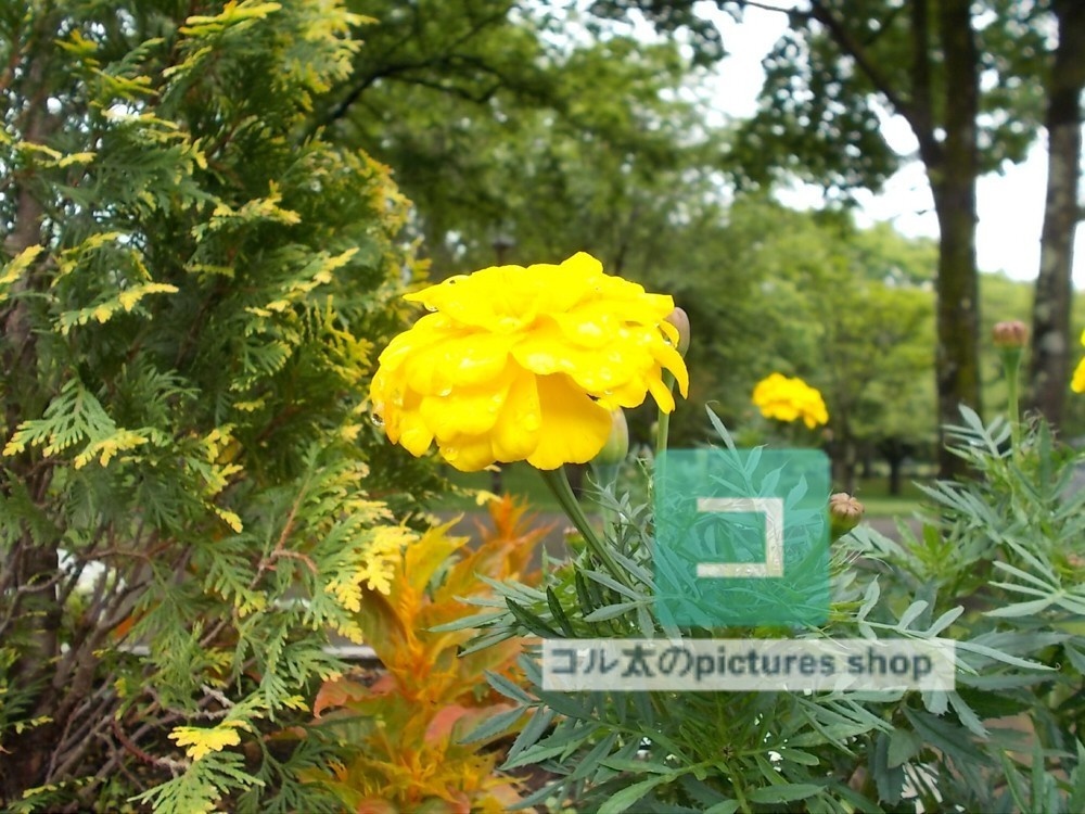 花(黄色)①10枚・1セット