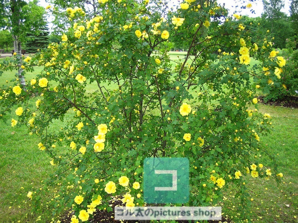 花(黄色)①10枚・1セット