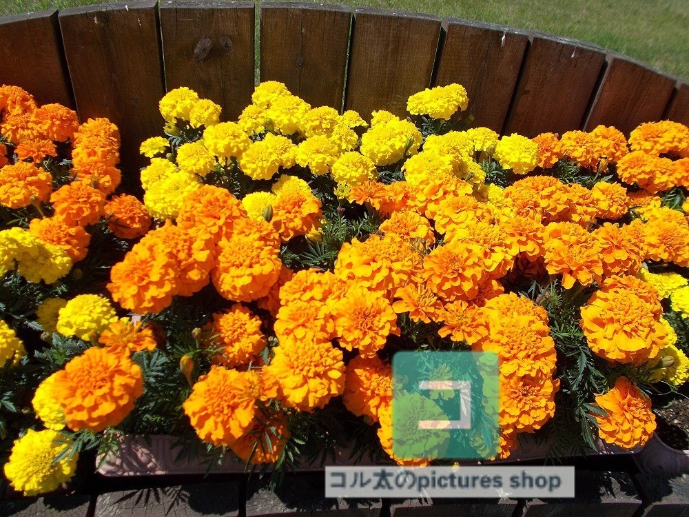 花(黄色)①10枚・1セット