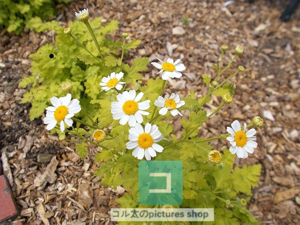 花(黄色)①10枚・1セット