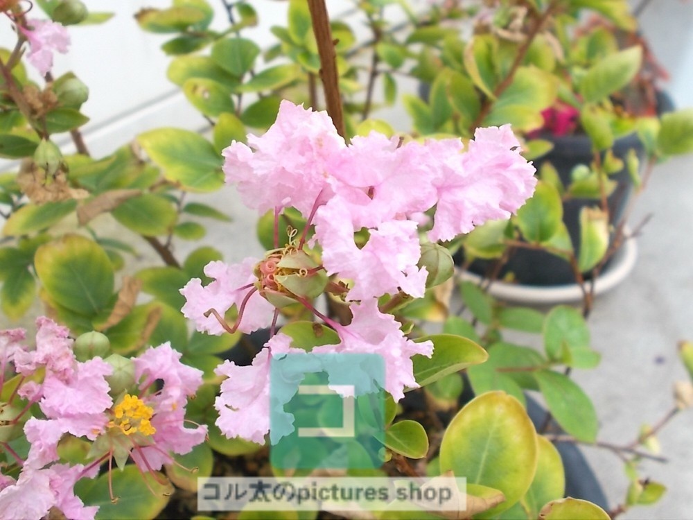 花(ピンク)①10枚・1セット