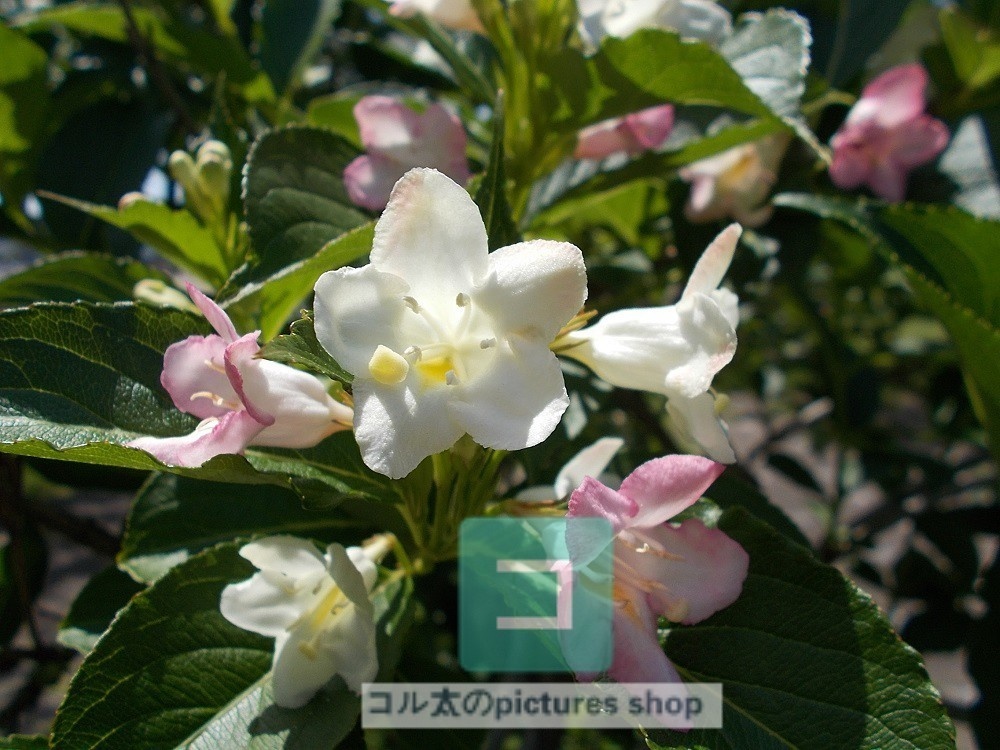 花(ピンク)①10枚・1セット