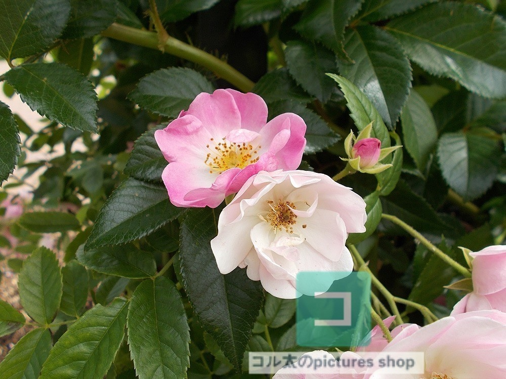 花(ピンク)①10枚・1セット