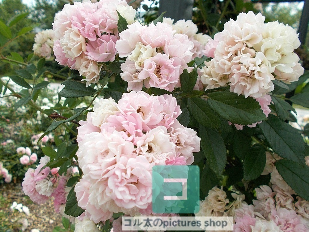 花(ピンク)①10枚・1セット