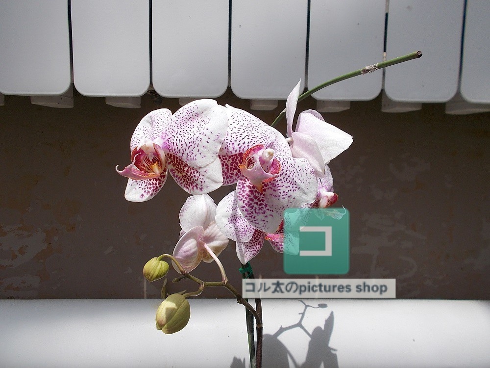 花(ピンク)①10枚・1セット