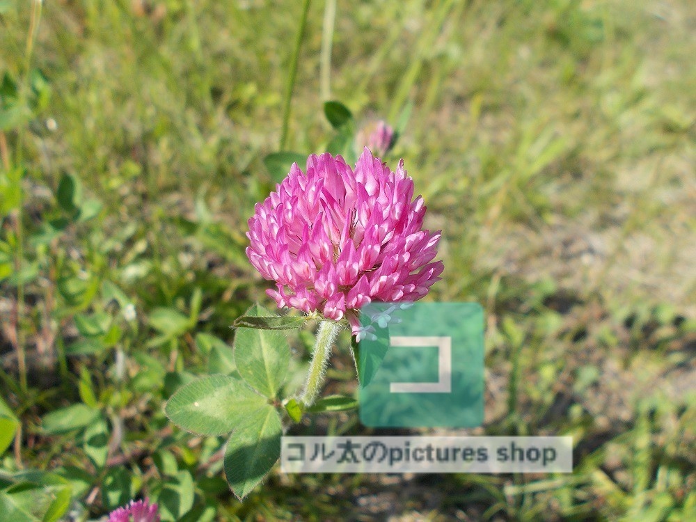 花(ピンク)①10枚・1セット