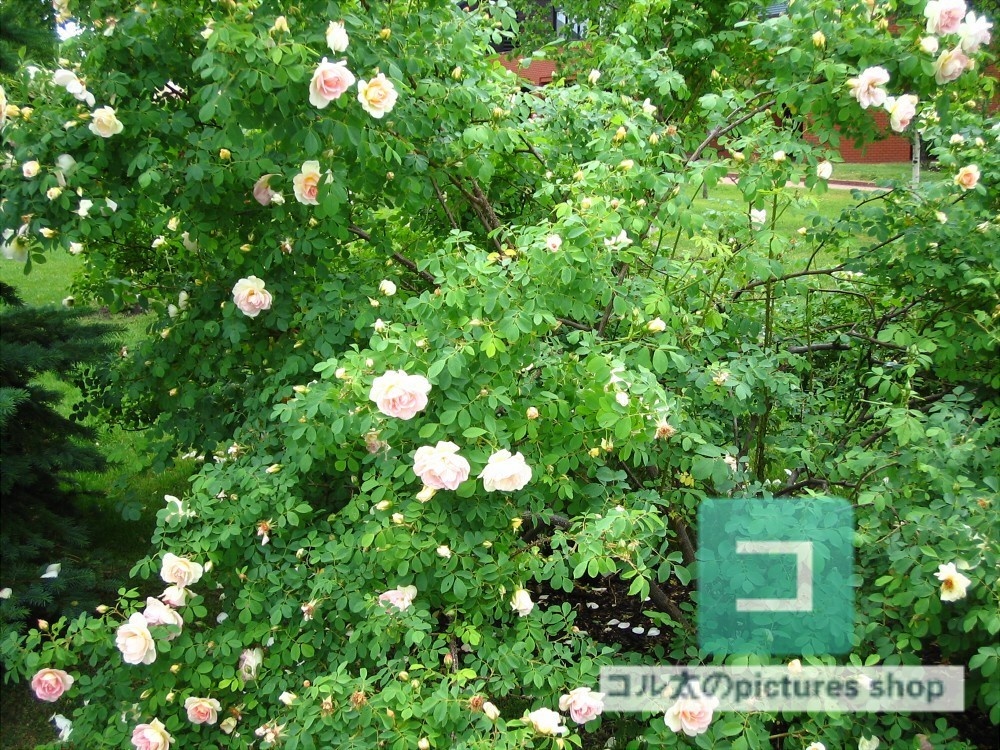 花(ピンク)①10枚・1セット