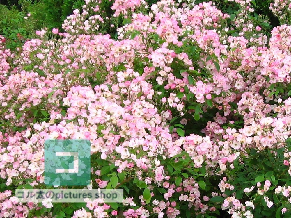 花(ピンク)①10枚・1セット