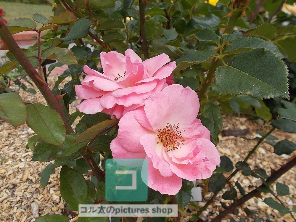 花(ピンク)①10枚・1セット