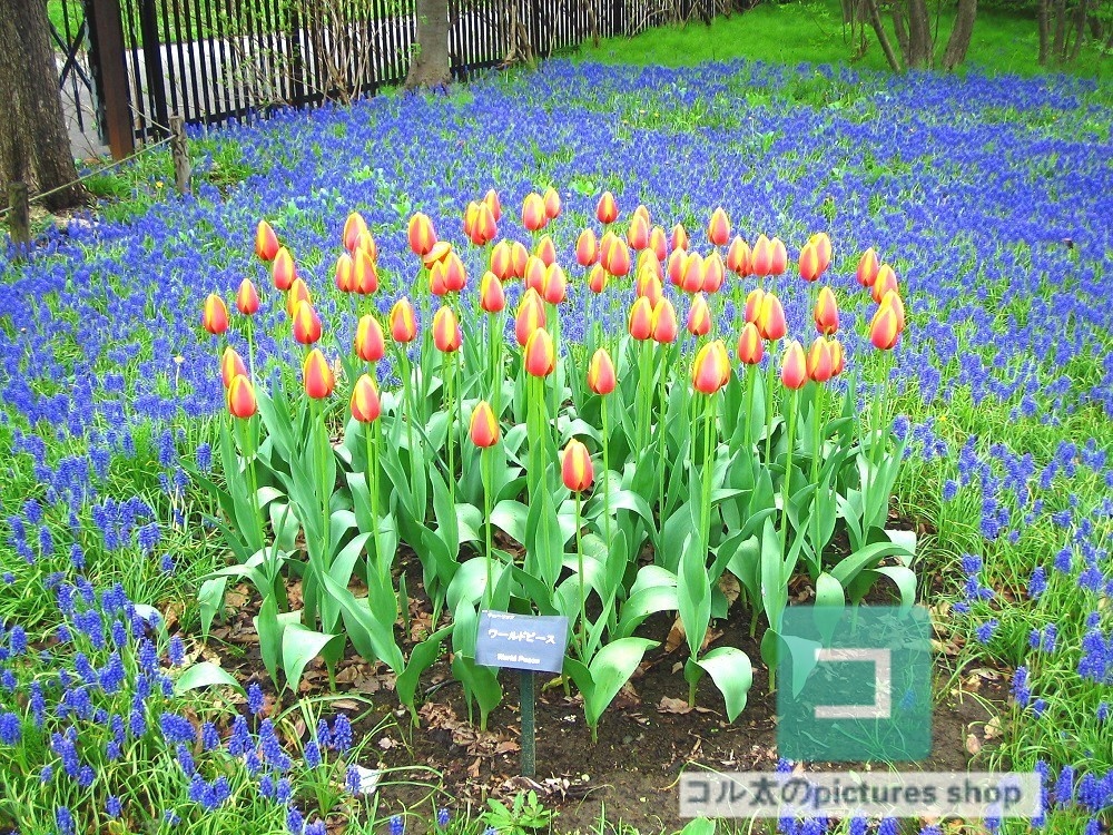 花壇②10枚・1セット