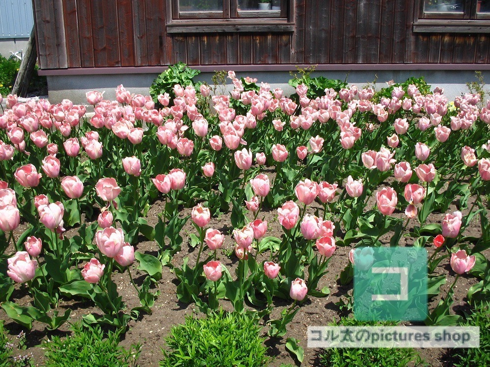 花壇①10枚・1セット