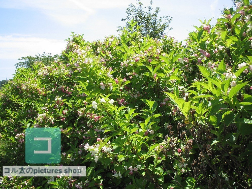 花壇①10枚・1セット