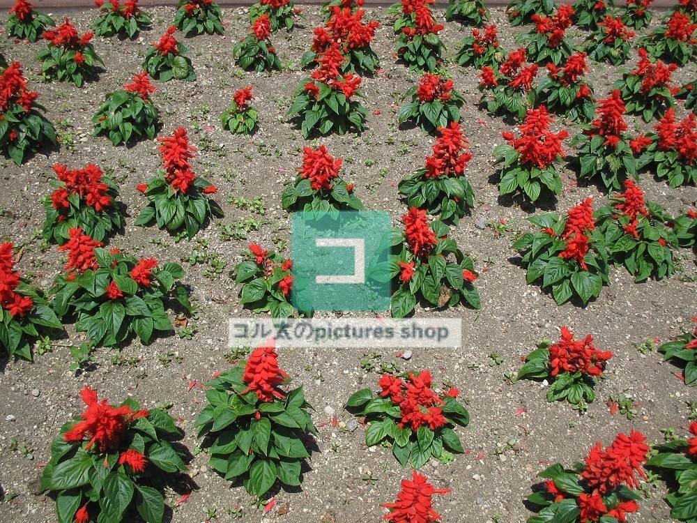 花壇①10枚・1セット