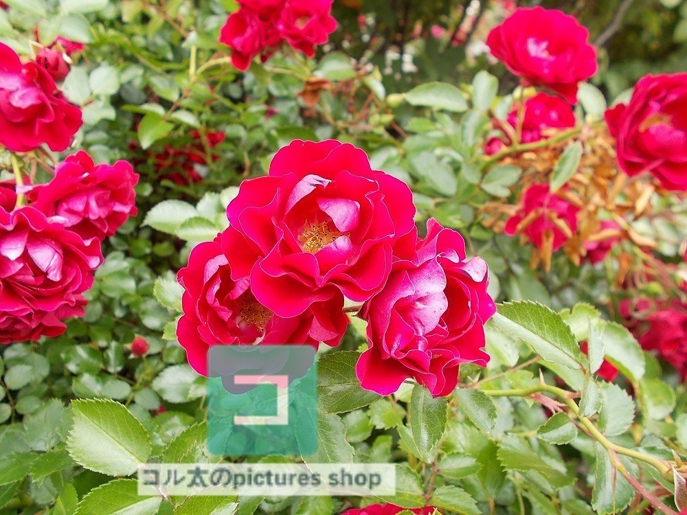 薔薇①10枚・1セット