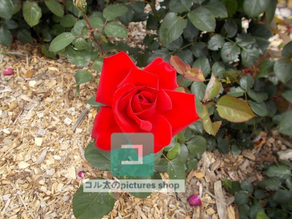 薔薇①10枚・1セット