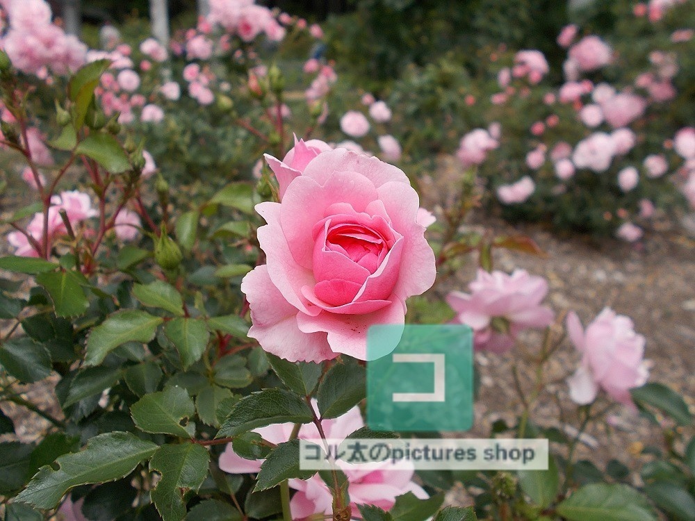 薔薇①10枚・1セット