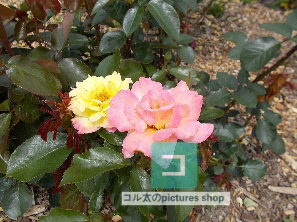 薔薇①10枚・1セット