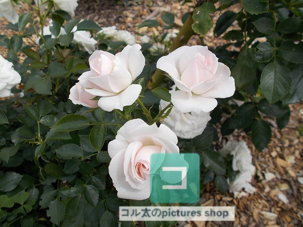 薔薇①10枚・1セット