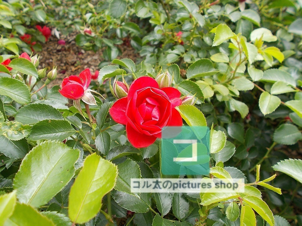 薔薇①10枚・1セット