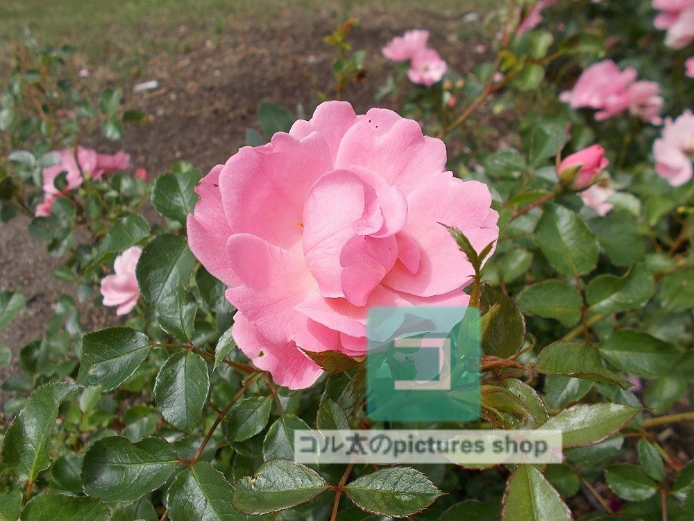 薔薇①10枚・1セット