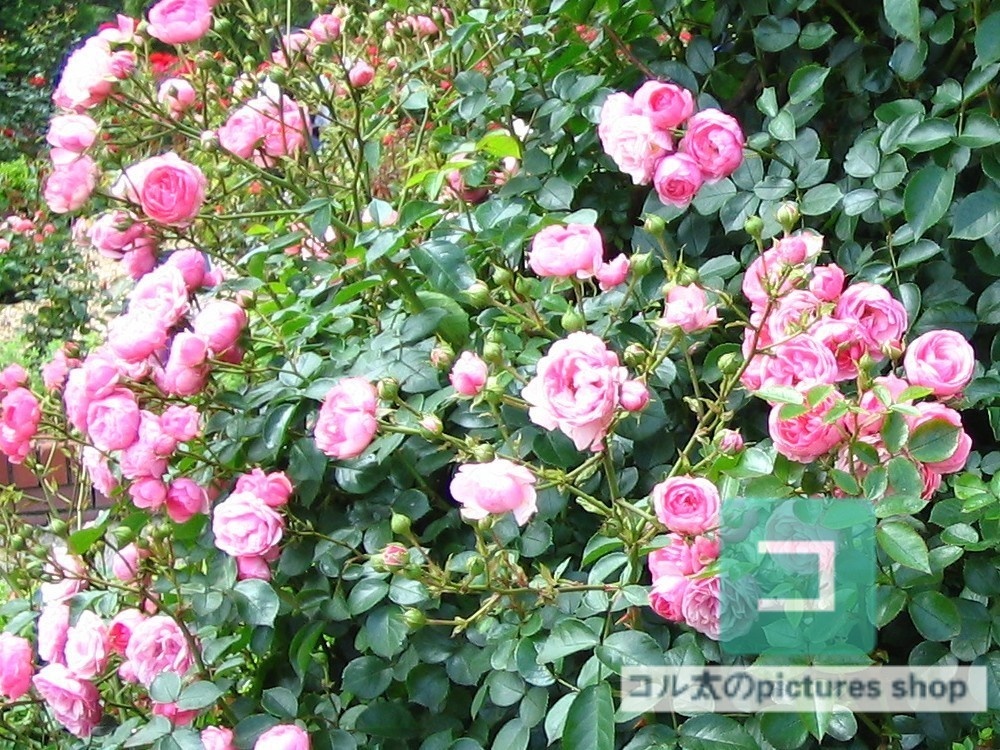 薔薇①10枚・1セット